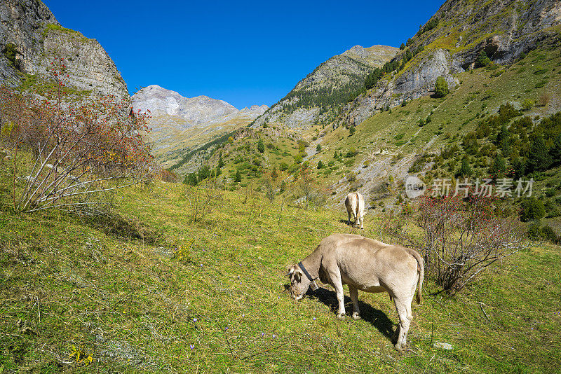 在韦斯卡Sp . Bujaruelo的Ordesa Pyrenees吃草的牛